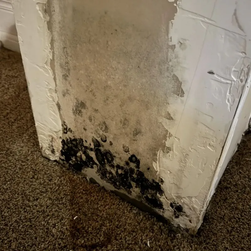 Professional Mold Removal in Childersburg, AL